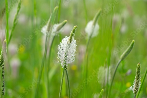 Plantago flower in the wild nature on the green meadow. Slovakia