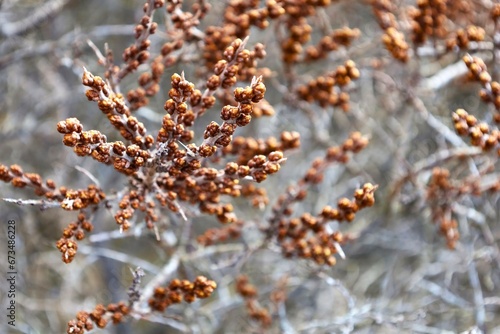 Myrica gale photo