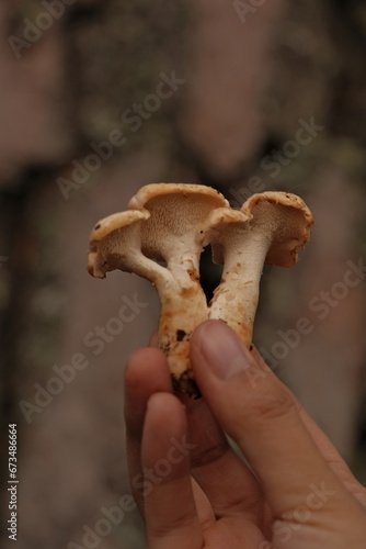 Woman's hand holding a hedgehog mushroom