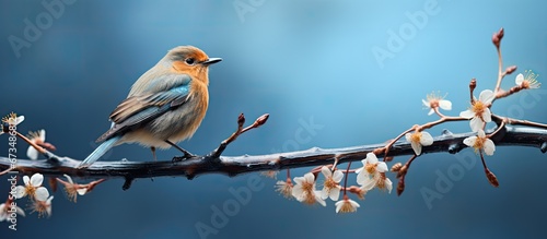 Tiny avian perched on the limb © 2rogan