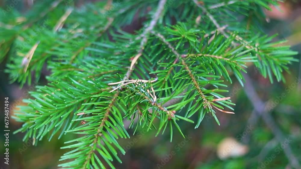 Spruce branch close-up in the autumn forest. Fluffy green branches. A young plant. Landscaping of the territory. Beautiful natural background. Spruce branch close-up in the autumn forest. Fluffy green branches. A young plant. Landscaping of the territory. Beautiful natural background.