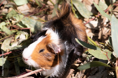 Guinea pigs are small stout-bodied short-eared nearly tailless domesticated rodent.They are often kept as a pet