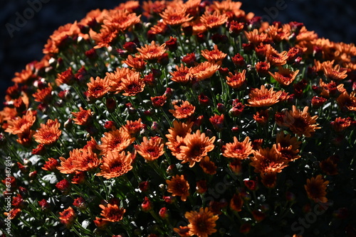 Pot mum. A potted autumn-blooming chrysanthemum with adjusted plant height. Chrysanthemums have been loved by Japanese people since ancient times as ornamental plants that soothe the soul. 