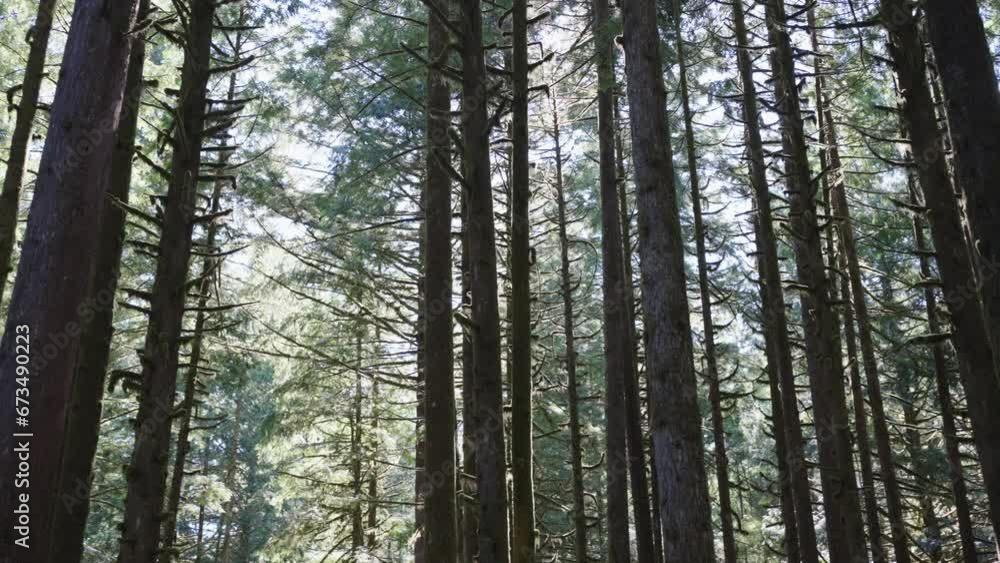 Dense Forest Canopy and Tall Trees in Sunlight Dense Forest Canopy and Tall Trees in Sunlight