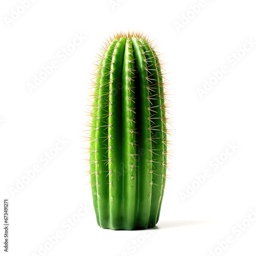 Green cactus plants with needles isolated on a white background