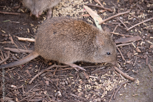 The Long-nosed Potoroo have a brown to grey upper body and paler underbody. They have a long nose that tapers with a small patch of skin extending from the snout to the nose