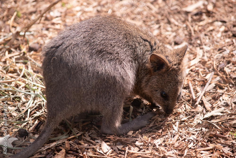Fototapeta premium The Quokka is a small wallaby with thick, coarse, grey-brown fur with lighter underparts. Its snout is naked and its ears are short.