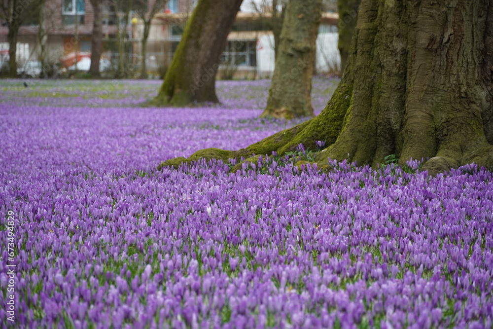 husum im frühling, Krokus