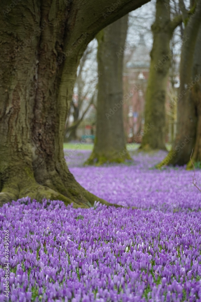 Obraz premium husum im frühling, Krokus