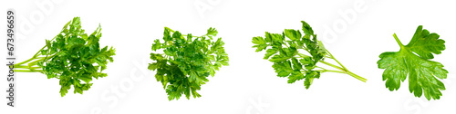 parsley on white isolated background photo