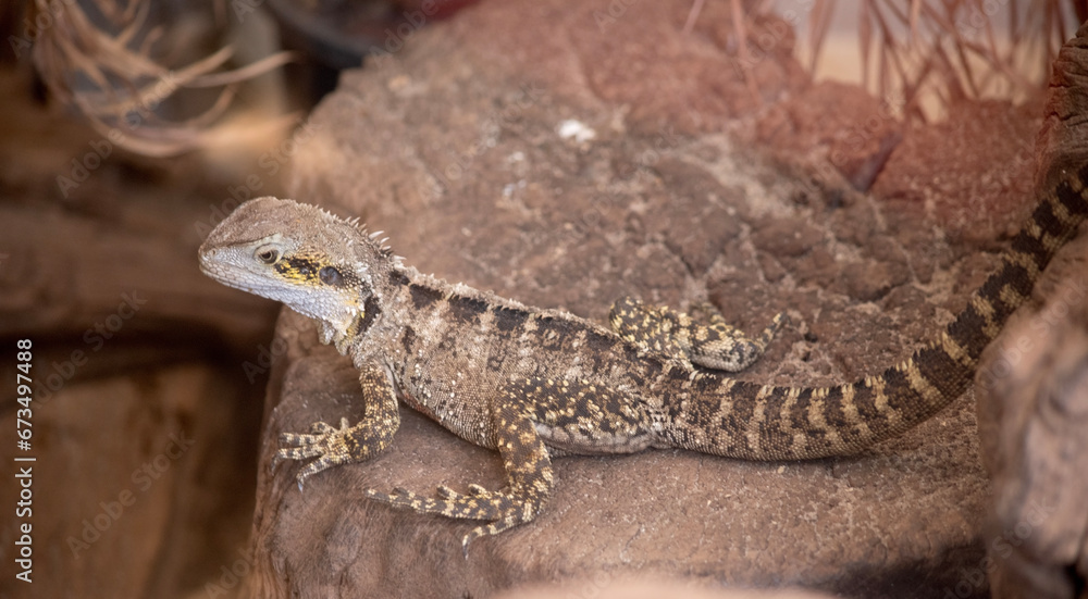 The jowls of a water dragon are large and ear is exposed and of almost equal size of the eye. The jowls of a water dragon are large and ear is exposed and of almost equal size of the eye.