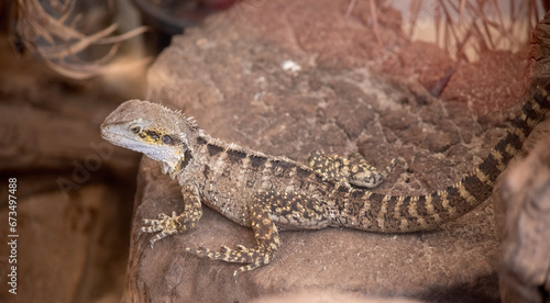 The jowls of a water dragon are large and ear is exposed and of almost equal size of the eye. 