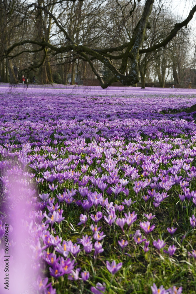 Kokusblüte Husum Kokusblüte Husum