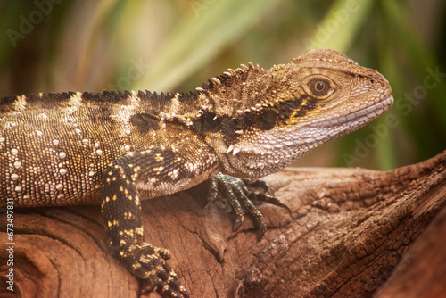 The Water Dragon can be identified by a distinctively deep angular head and nuchal crest of spinose scales that joins the vertebral crest extending down the length of its body to the tail.