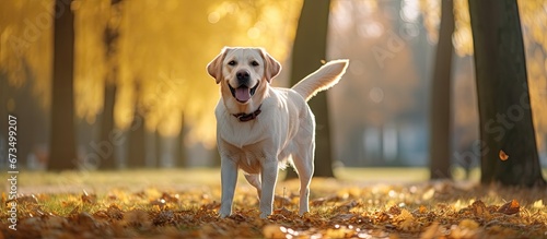 Labrador of a bright hue strolling through the park