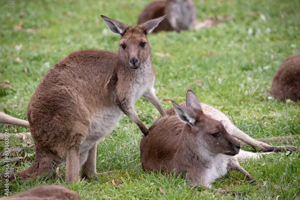 Western grey kangaroos have a finely haired muzzle. They have light to dark-brown fur. Paws, feet and tail tips vary in color from brown to black. Western grey kangaroos have a finely haired muzzle. They have light to dark-brown fur. Paws, feet and tail tips vary in color from brown to black.