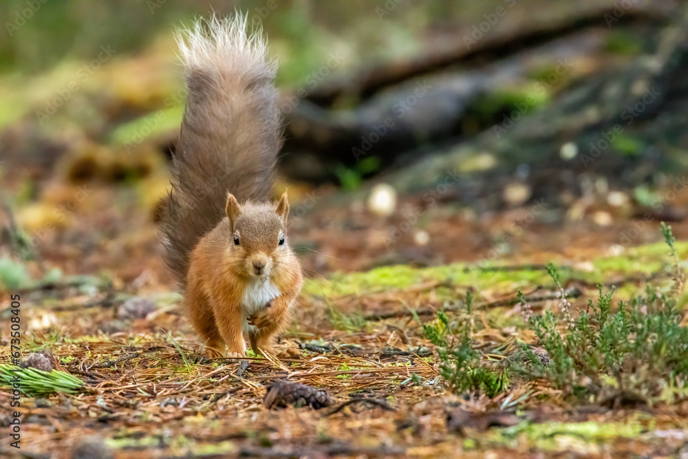 Fototapeta premium Cute little scottish red squirrel in the woodland