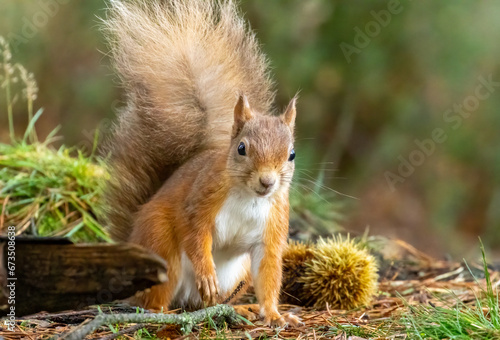 Cute little scottish red squirrel in the woodland © Sarah