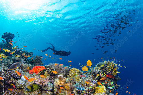 Underwater Tropical Corals Reef with colorful sea fish and freediver. Marine life sea world. Tropical colourful underwater panormatic seascape. © Lukas Gojda