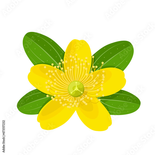 Slika na platnu Vector illustration, Hypericum perforatum, commonly known as St John's wort, isolated on white background