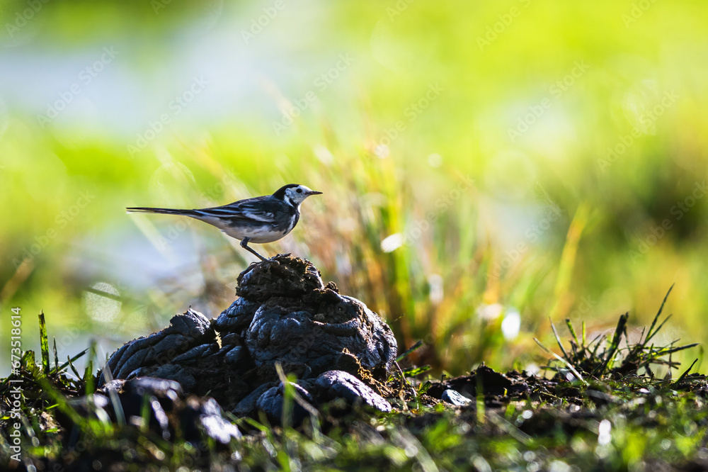 Fototapeta premium White Wagtail, Motacilla alba bird in environment