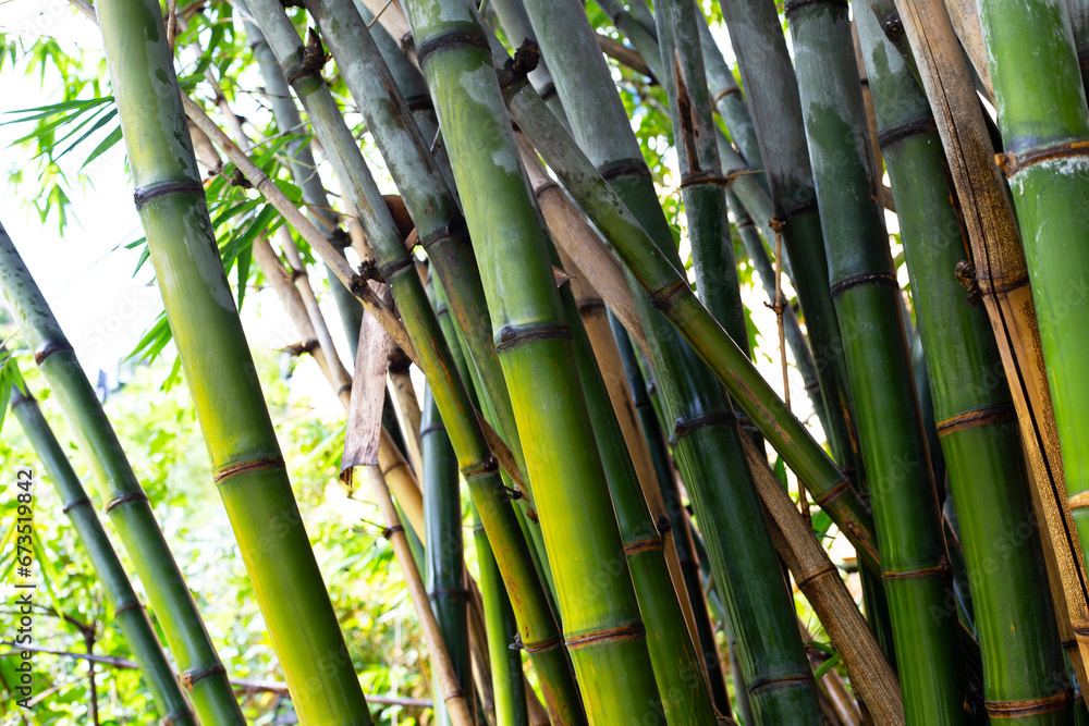 Fototapeta premium Fresh green bamboo tree in the garden