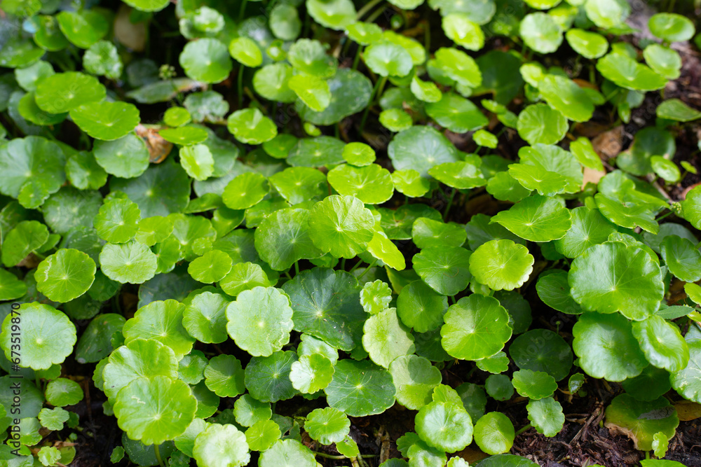 Gotu kola or centella asiatica. Green leaves of herb plant in the garden Gotu kola or centella asiatica. Green leaves of herb plant in the garden