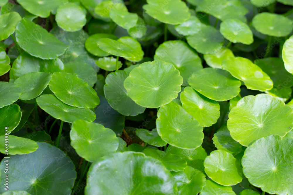 Centella asiatica (gotu kola). Herbal medicine plant Centella asiatica (gotu kola). Herbal medicine plant