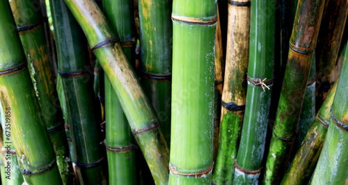 Fresh green bamboo tree in the garden