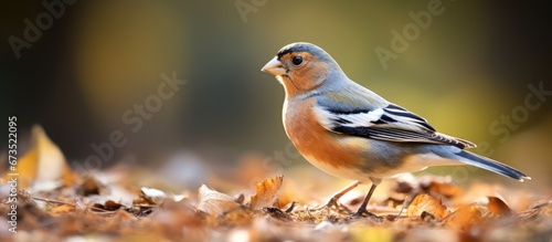 Male Gran Canaria chaffinch specifically the Fringilla canariensis bakeri variant feeds on the ground in Firgas a town located in Gran Canaria which is one of the Canary Islands in Spain