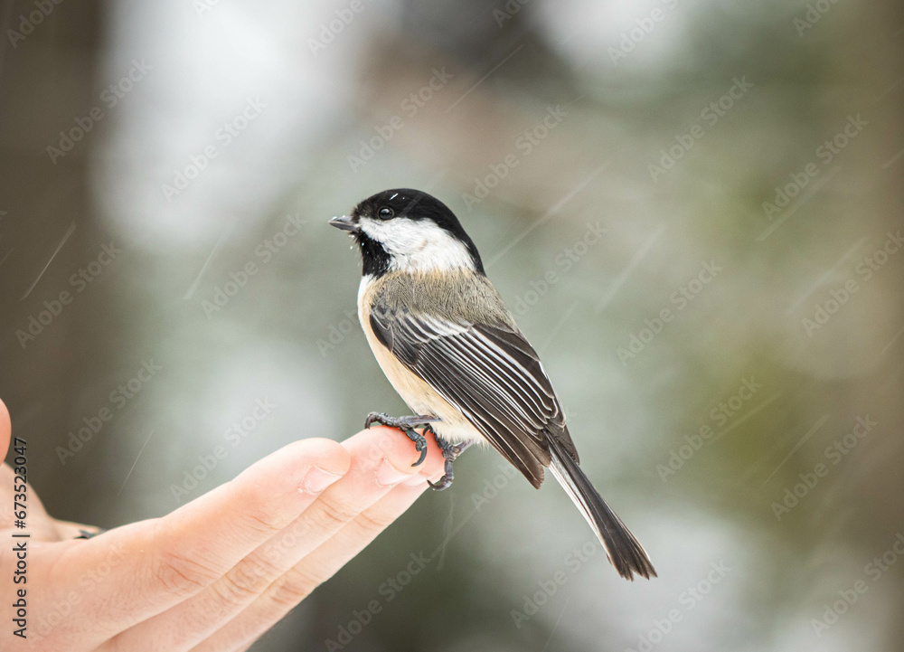 Little great tit perched on a hand Little great tit perched on a hand
