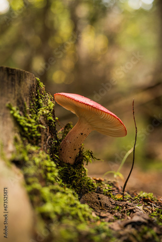 Mushroom on a log