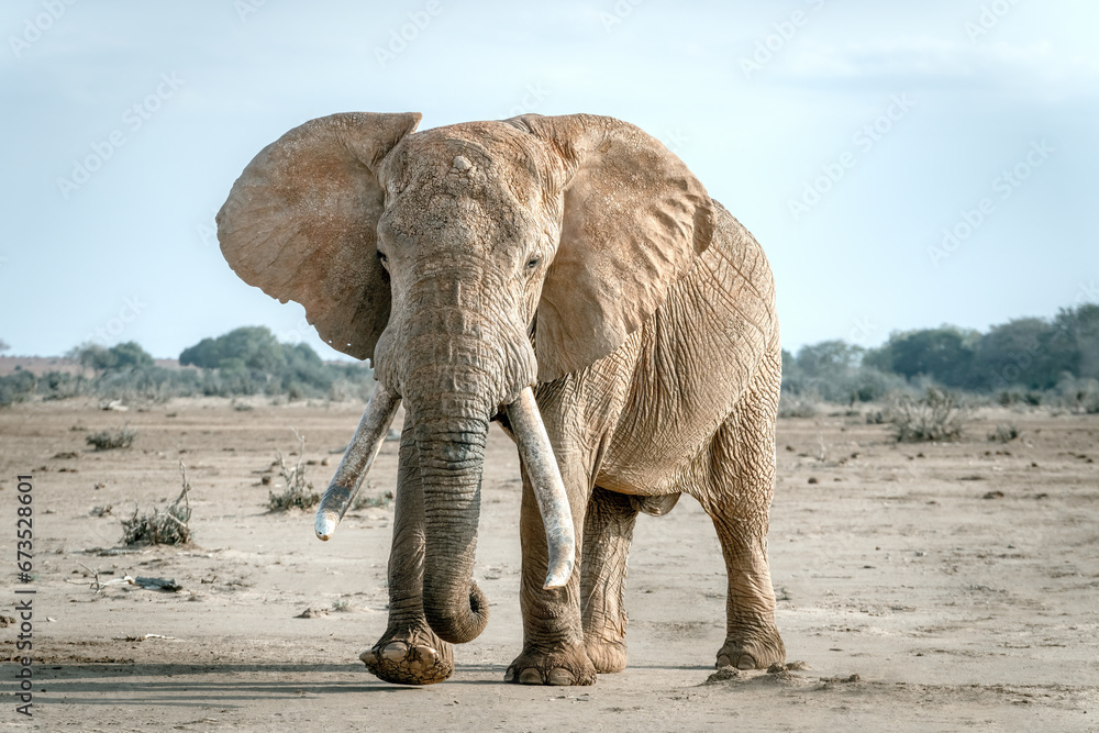 Fototapeta premium Elephant with Large Tusks