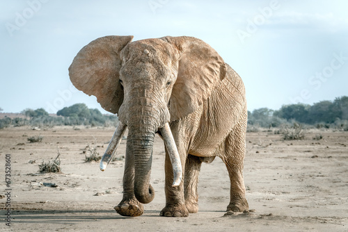 Elephant with Large Tusks