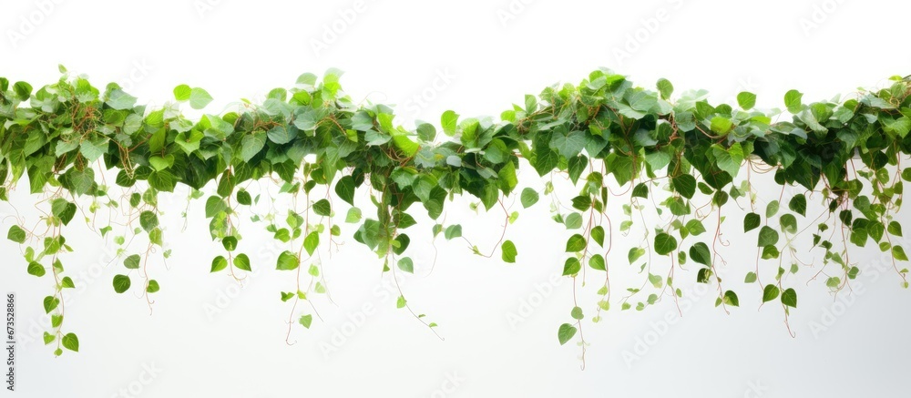 Creepers possess garland like qualities Creepers possess garland like qualities