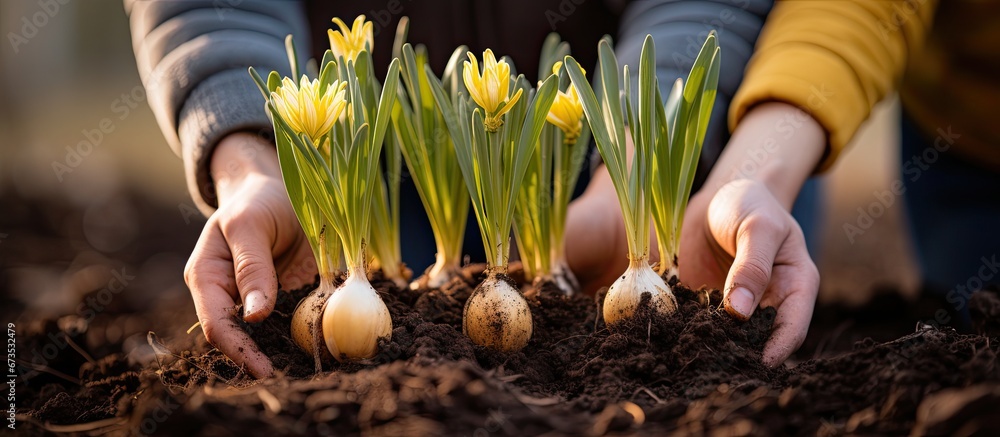 Daffodil bulbs being held by hands prior to being planted in the soil - obrazy, fototapety, plakaty 