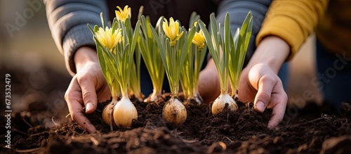 Fotografie, Tablou Daffodil bulbs being held by hands prior to being planted in the soil