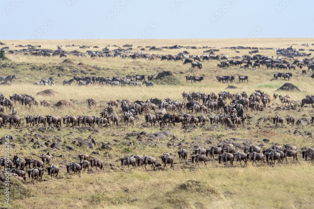 Fototapeta premium Wildebeest on Great Migration in Kenya