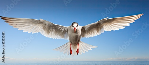On a summer s day a common tern soars through the air photo