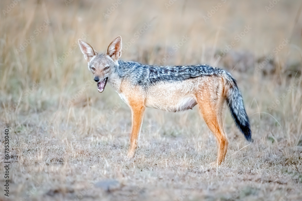 Jackal in Kenya in the Wild