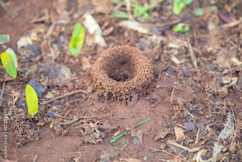 Small anthill on the dirt and grass floor