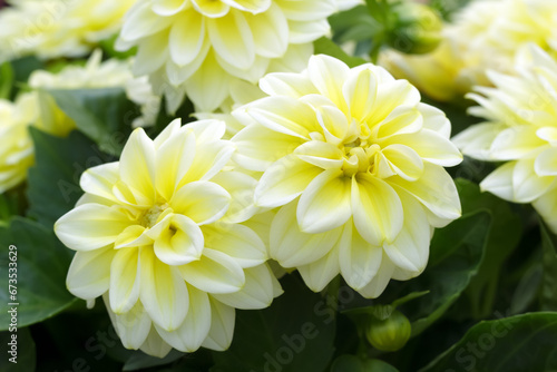 Yellow Dalhiettas Shirley  flowersare blooming in the summer garden. photo