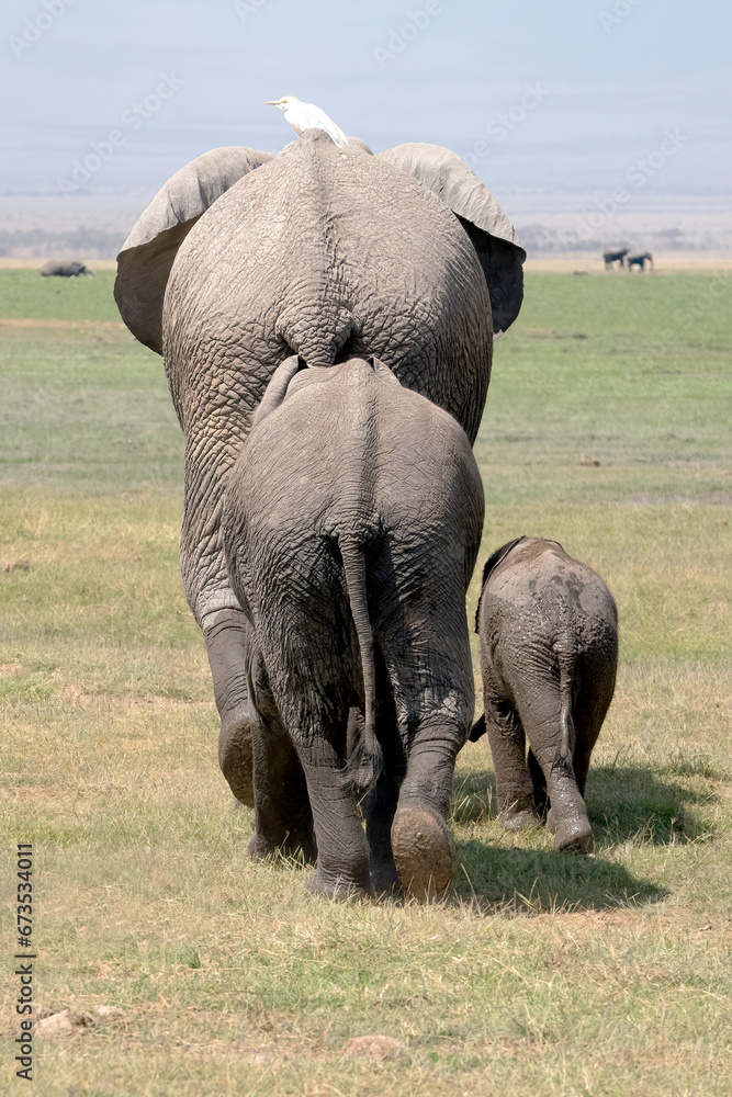 Fototapeta premium Elephants Walking Away