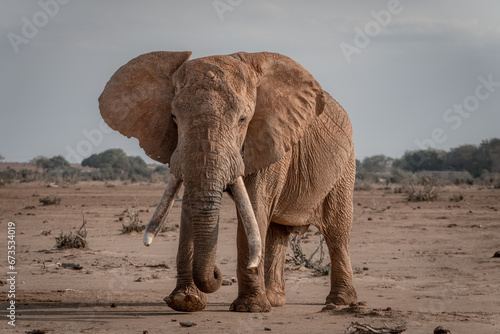Tusker Elephant Kenya © kcapaldo