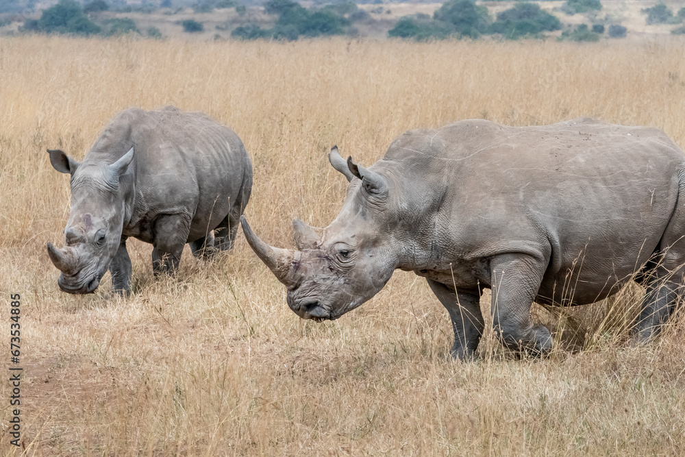 Obraz premium Rhinoceros in the Wild