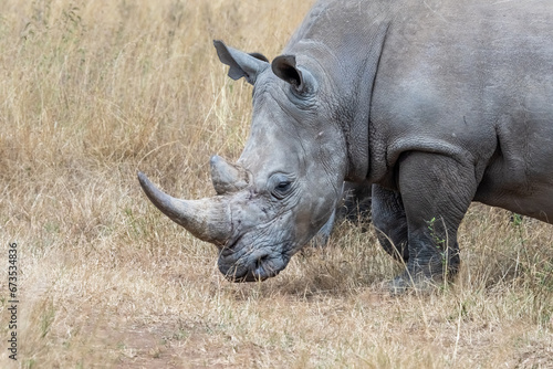 Rhinoceros in the Wild