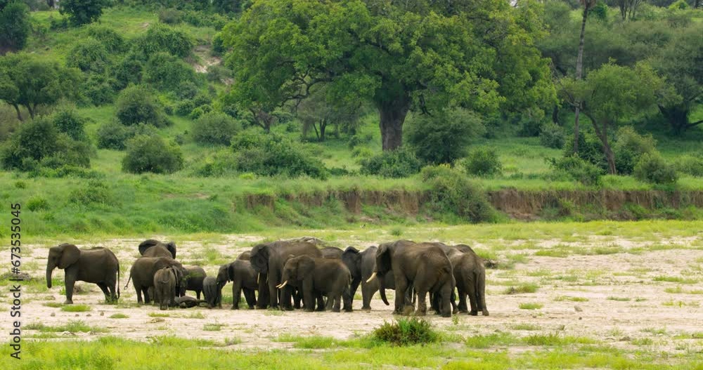Wide shot showing amazing view of elephant herd in Africa.