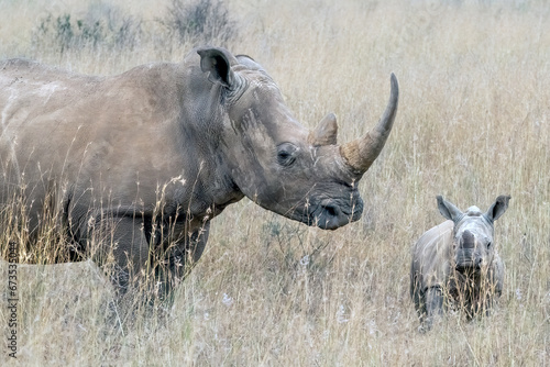 Mom and Baby Rhinoceros