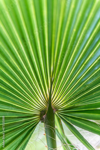 hojas de palma verdes