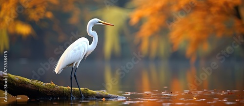 In the fall season there is a magnificent white bird called the great egret © AkuAku